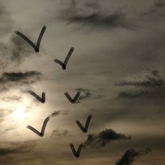 fedora - burds N sh8