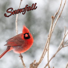 Snowfall