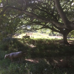 Tartan Fimi Remix (ft. Maya)