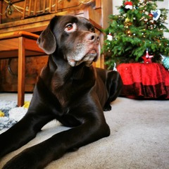 I. Decorate The Tree