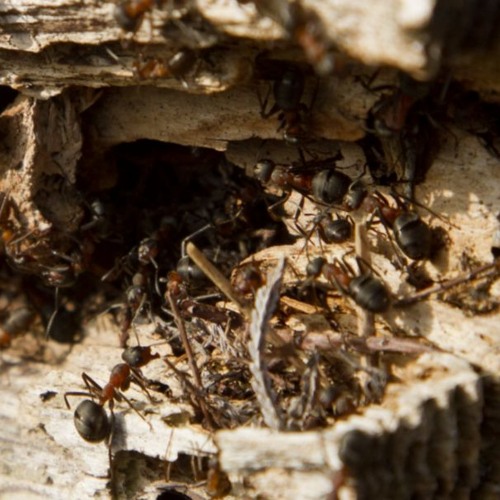 Wood ants along a pine trunk