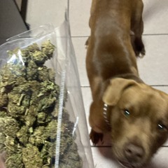 Dimon // ponte ahi - afrokidd x alemsfn