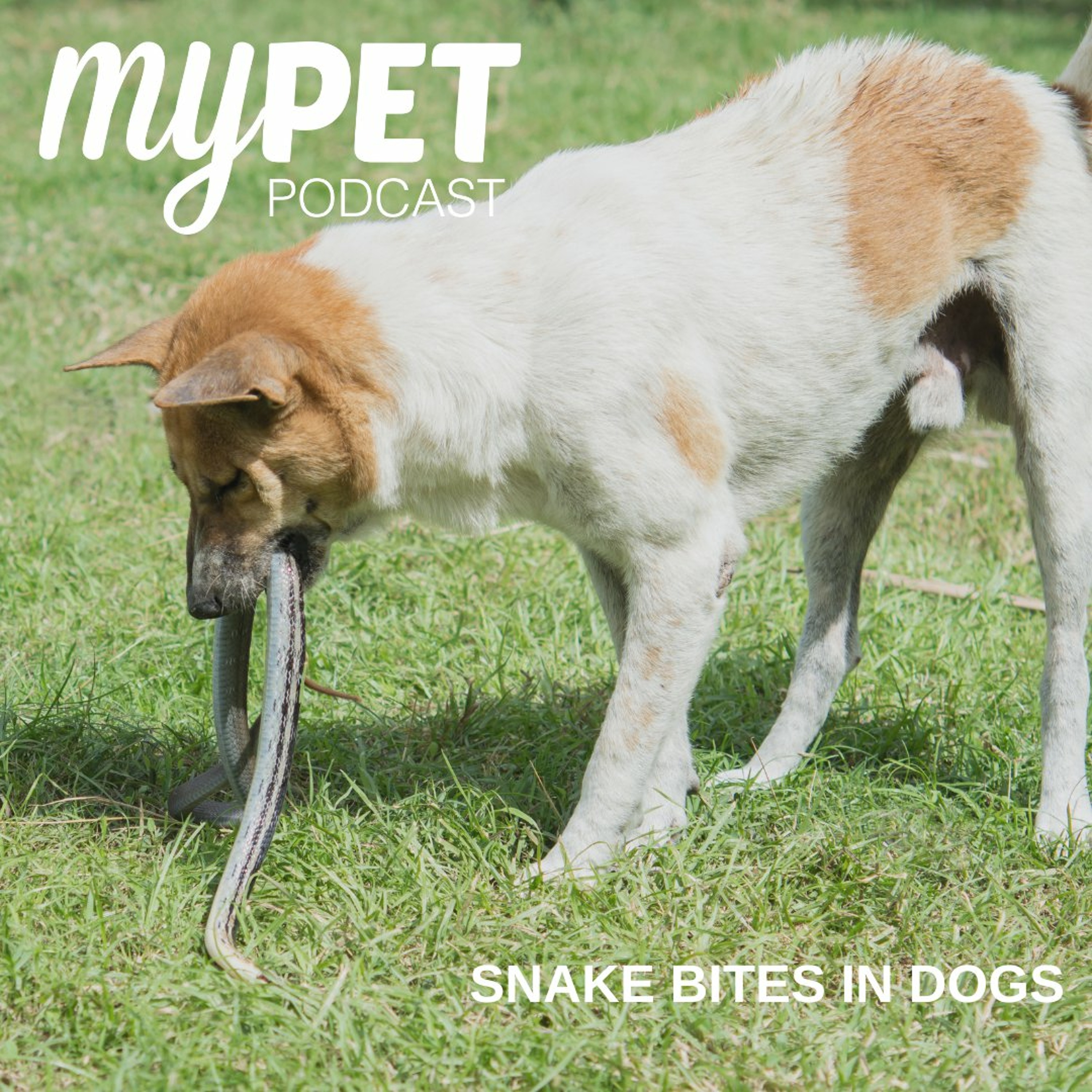 Snake Bites in Dogs episode artwork