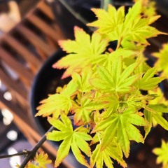 Combatting Common Diseases: Proactive Care for Japanese Maples
