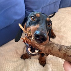 řízky, různý vomáčky, polívky