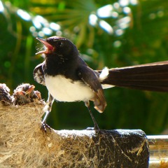 Shortened Nocturnal Chorus