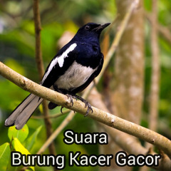 manuk