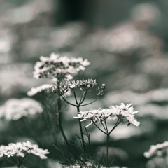 cow parsley (slowed)