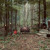 Artwork for Downtempo In The Forest