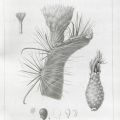 HK_Fantaisies_tracks_185