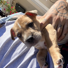 NEVER FOLD SNIPPET {PROD. FLACOMADEIT}