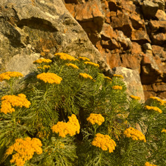 01 Bietjie Bush Tech