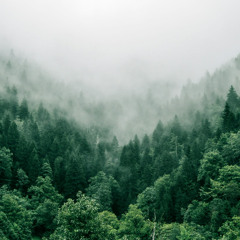 PirKBlok - Forest