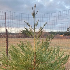 3 Foot Tall Giant (rough)