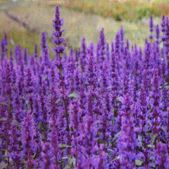 Purple Haze