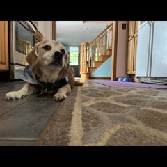 Ringo [Instrumental EP] (Prod. Niko Tesluh)