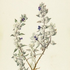 Poison Control (Sage ICMP project)