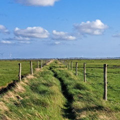 Before dawn at the wadden sea: eiders, oystercatchers, lapwings, redshanks, black-headed gulls, curlews