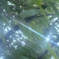 green eternal - prod auriel