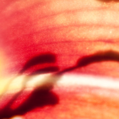 250709 - Hyperfusion