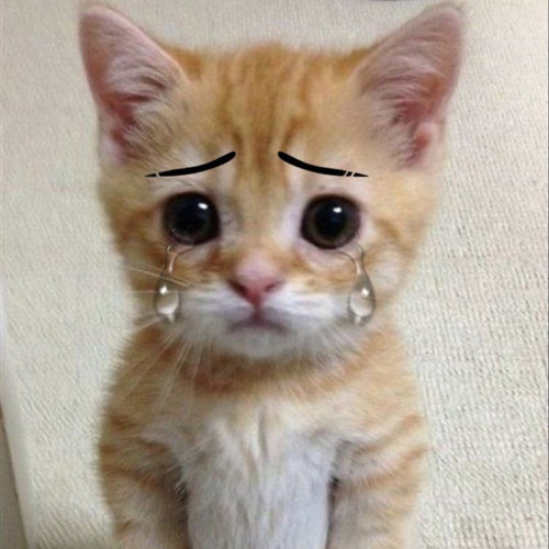 Эльгато котик