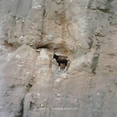 GOAT (feat. 머쉬베놈, Dynamicduo) - 저스디스 (JUSTHIS)