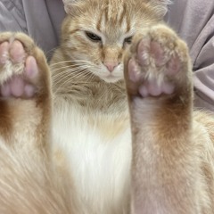 SDPITCH! PROD. 6wizzle