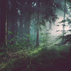 숲 (Forest)
