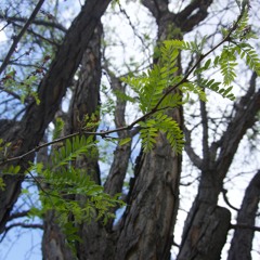 Veneta