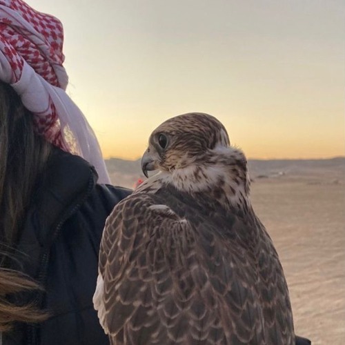 مكس عبدالعزيز الضويحي | علي عبدالله | سعد الفهد | حامد زيد | سعد علوش