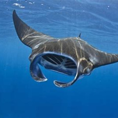 Best Snorkel With Manta Rays Hawaii Prices Reviews