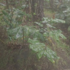 Ishi, un bosque - Octubre 2020, para mi tío Germán y el Adon. Oración para descansar, te amo..