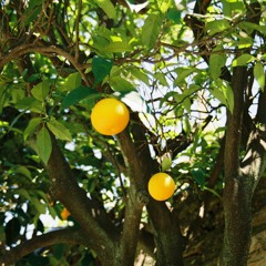 Mix#1 - Pat la jam - Miteko - ミテコ