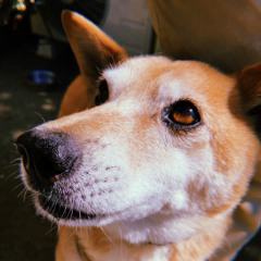 おわりグッバイ！のフル_inst