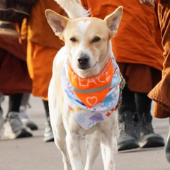 2026-02-10:  Are We Noble and Why Does It Matter?  (Swann)