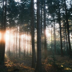 What if you don't Feel Grateful? by Mark Pratt-Russum