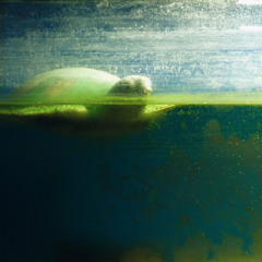 Tortoise of Independency (King Krule cover)