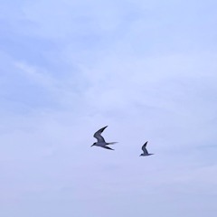 青い空に出逢えた (Cover)
