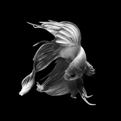 OCEAN SPACE-Crush (Mellon Place Records)