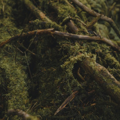 Forest Magic [ naviarhaiku575 ]