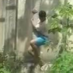 video da leoa no zoológico portal zacarias leão joao pessoa video