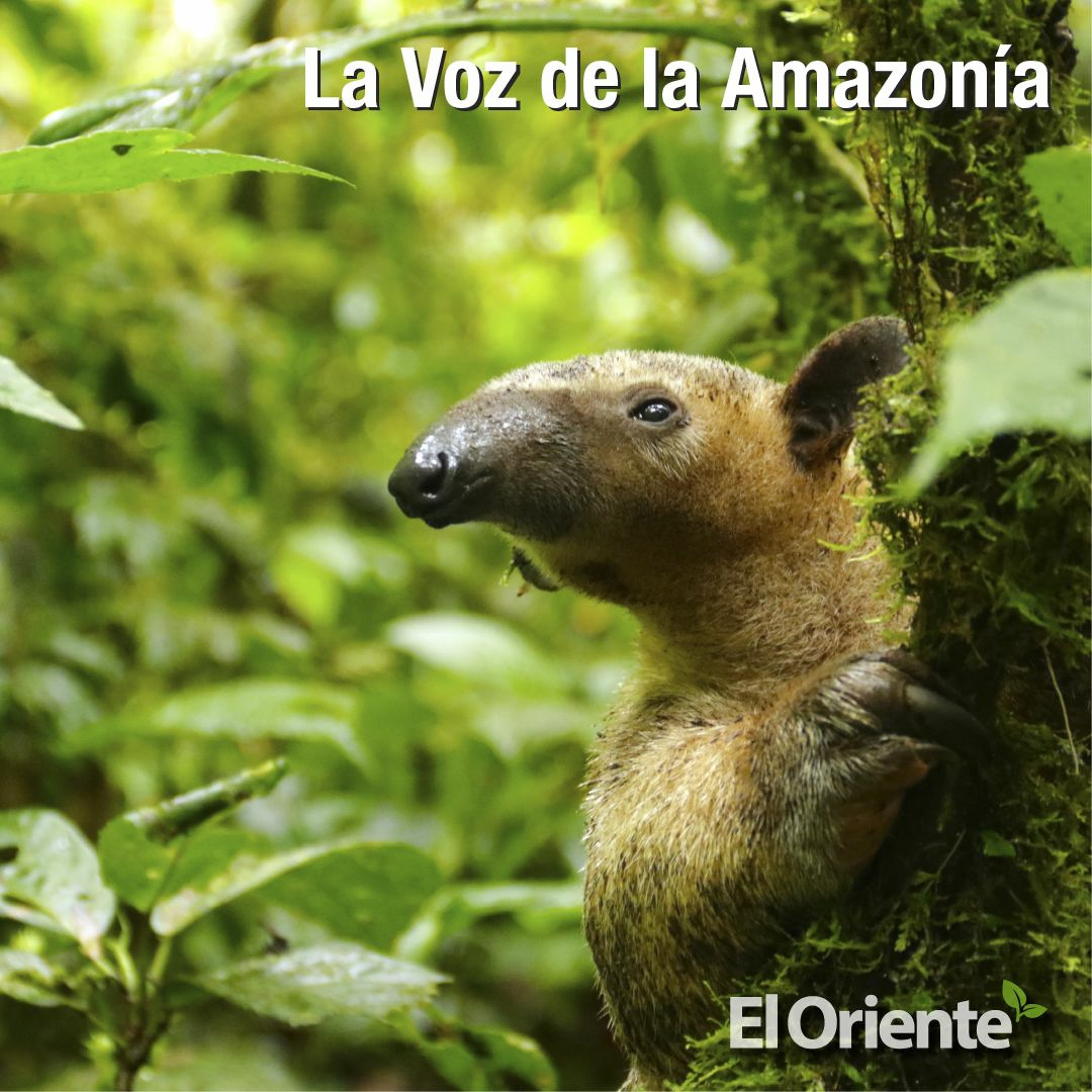 La Voz de la Amazonía