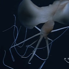 Deeper than Mariana Trench! 📣