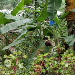 Krystal - Matt Maltese (Cover)