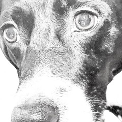 Barbarian (Single Version)