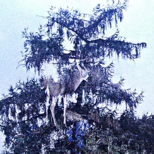 SHADOWS ft. IDIO [PROD. VIRTUALGIRLFRIEND]