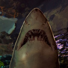 Blatant Shark Petting