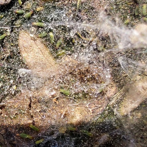 Signal Weltfunk - Mix Collection
