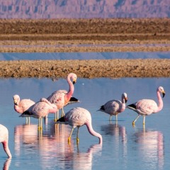 Atacama