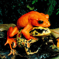 breeding episodes of golden toads 1964-1987_2025_UA